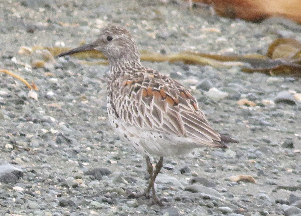 Great Knot - ML163851461