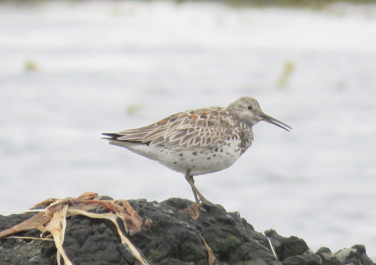 Great Knot - ML163851471