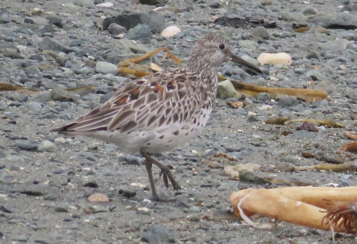 Great Knot - ML163851481