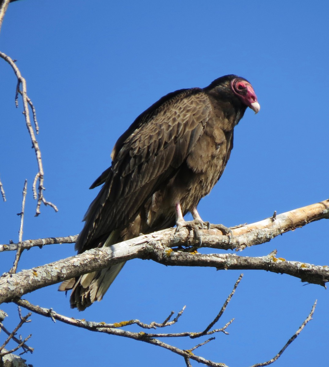 Turkey Vulture - ML163851901