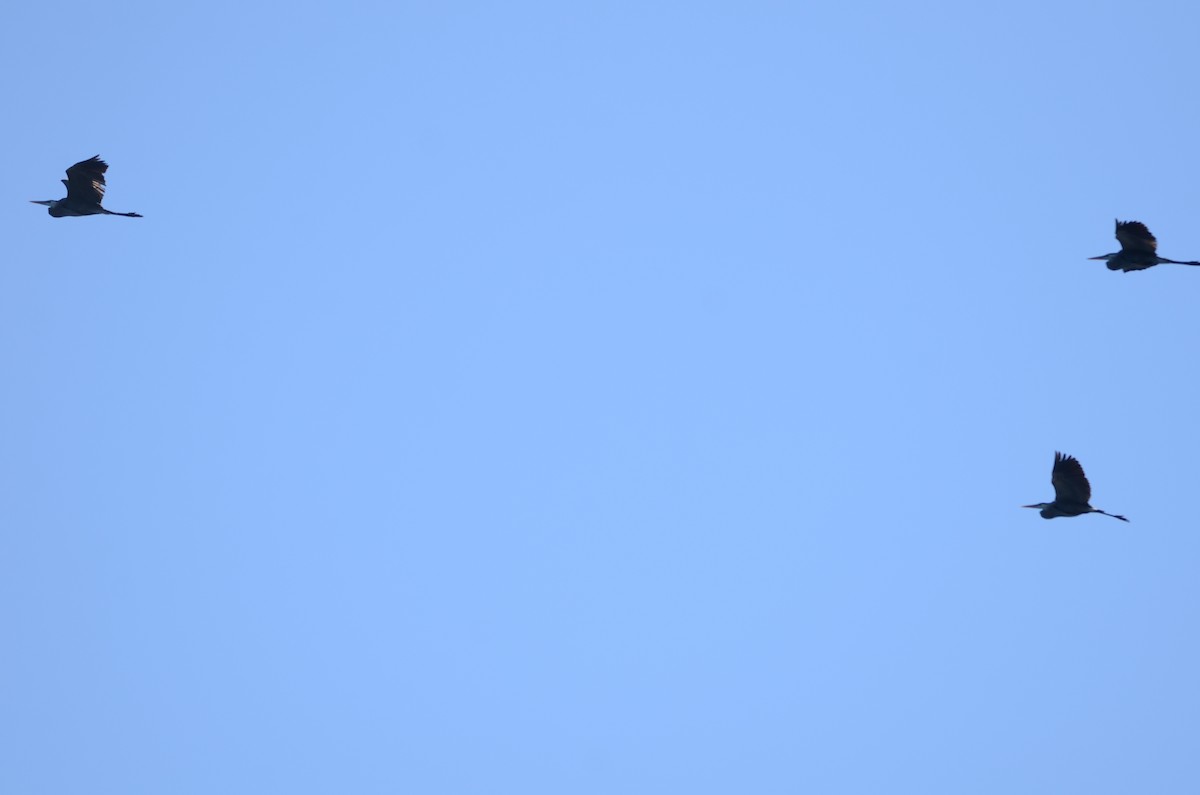 Great Blue Heron (Great Blue) - Richard Garrigus