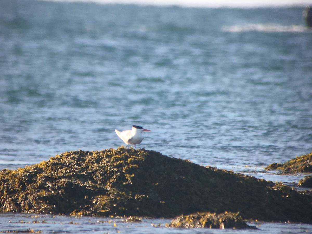 Royal Tern - Marshall Iliff