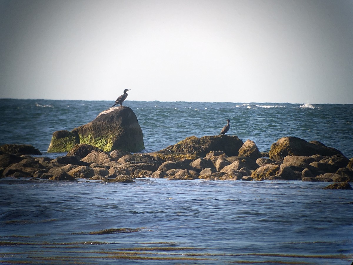 Great Cormorant (North Atlantic) - Marshall Iliff