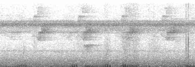 Koepckeschattenkolibri - ML163857