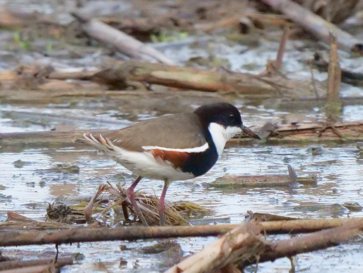 Red-kneed Dotterel - ML163857361