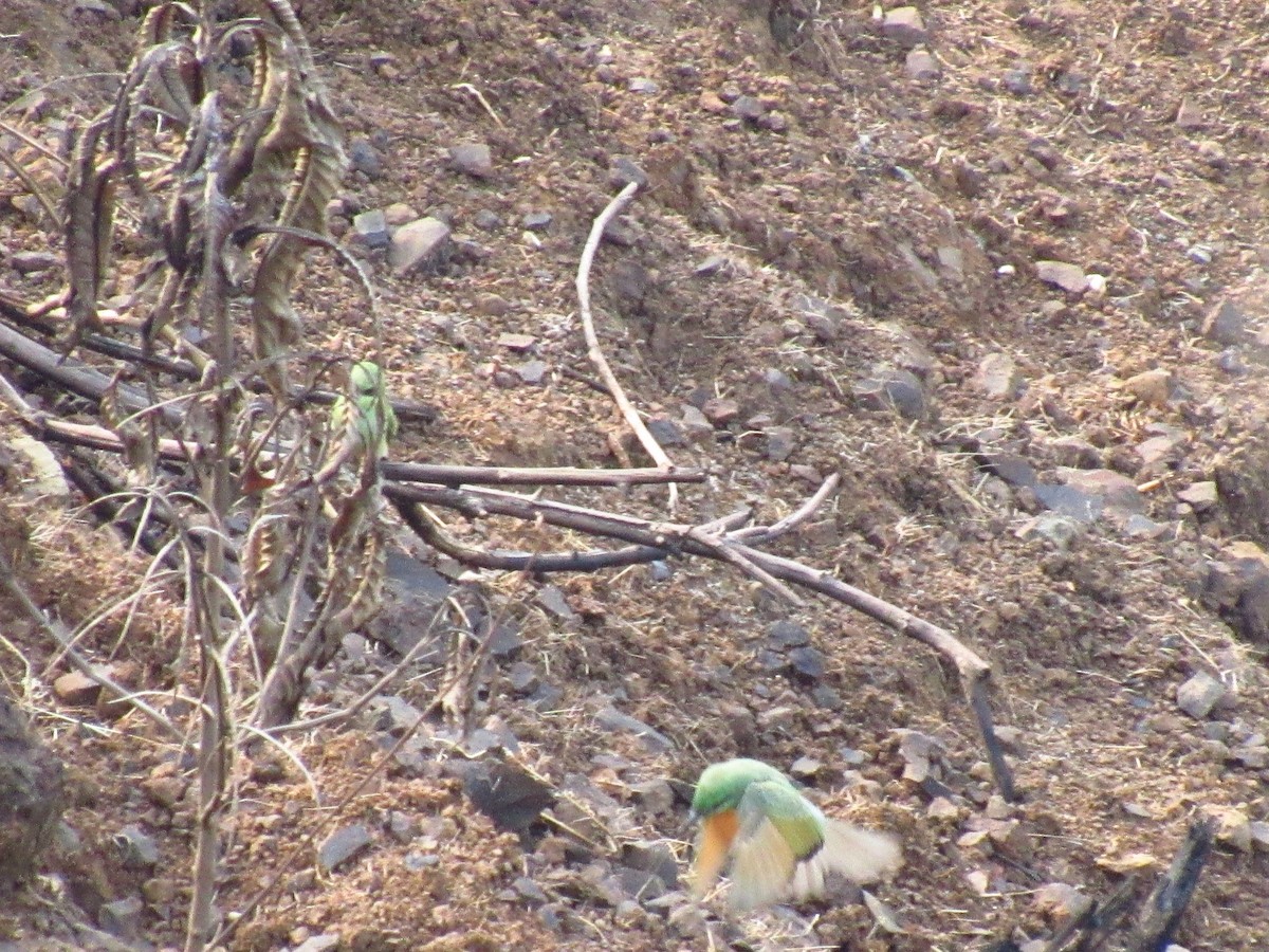 Asian Green Bee-eater - ML163857481