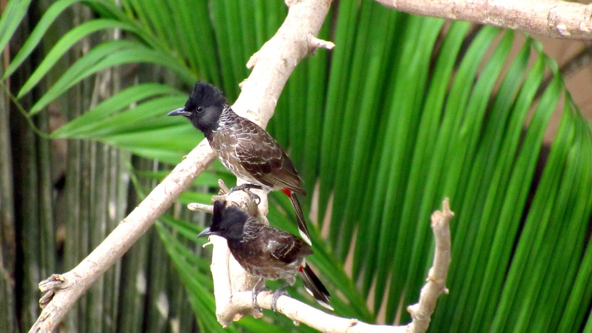 Red-vented Bulbul - ML163858531
