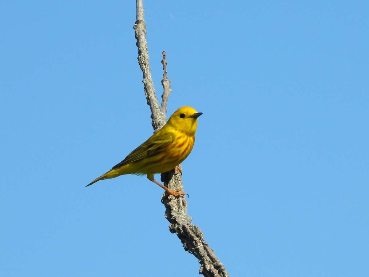 Yellow Warbler - M. Pierre-Louis