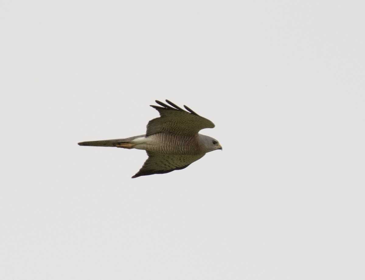 Levant Sparrowhawk - ML163861161