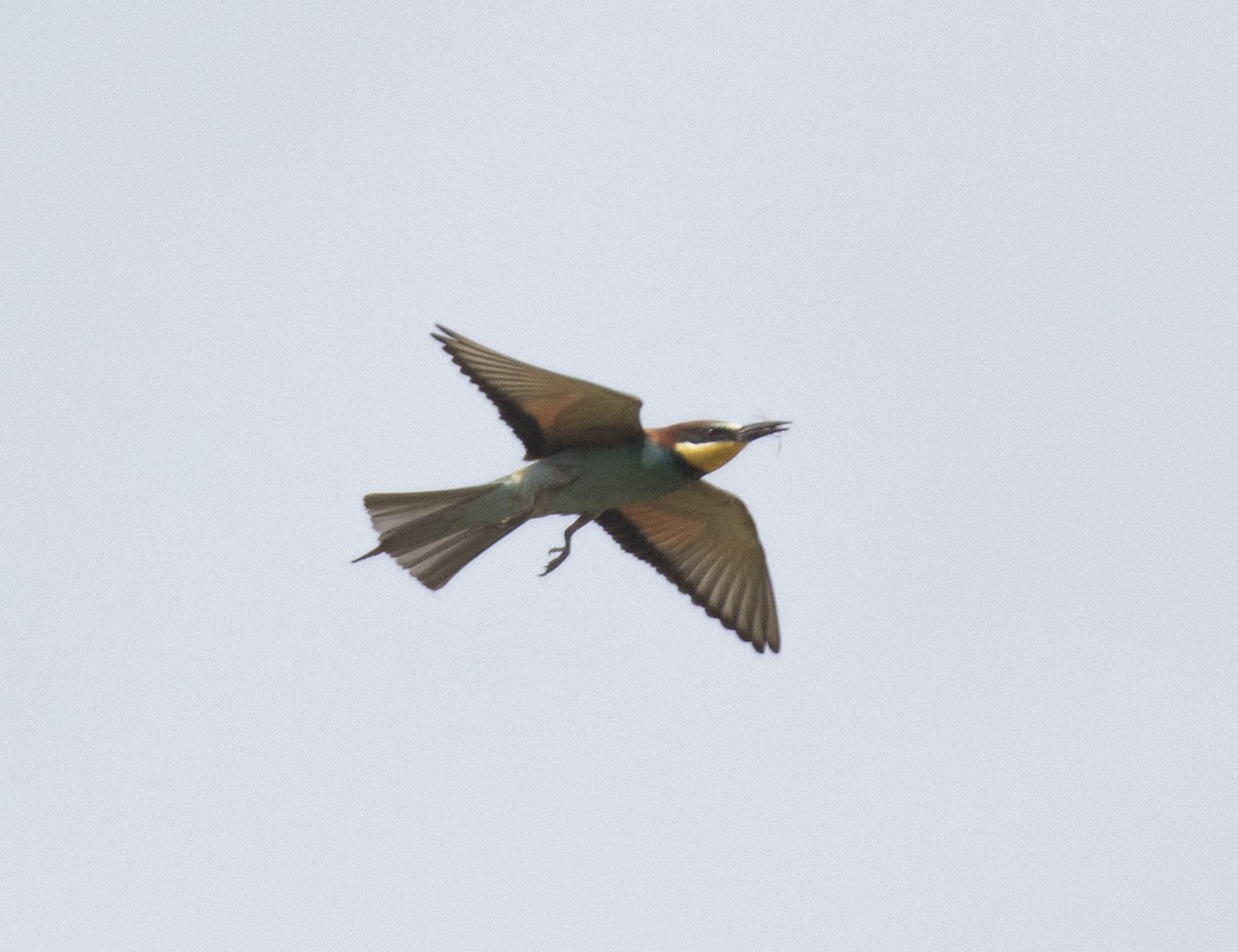 European Bee-eater - ML163861201