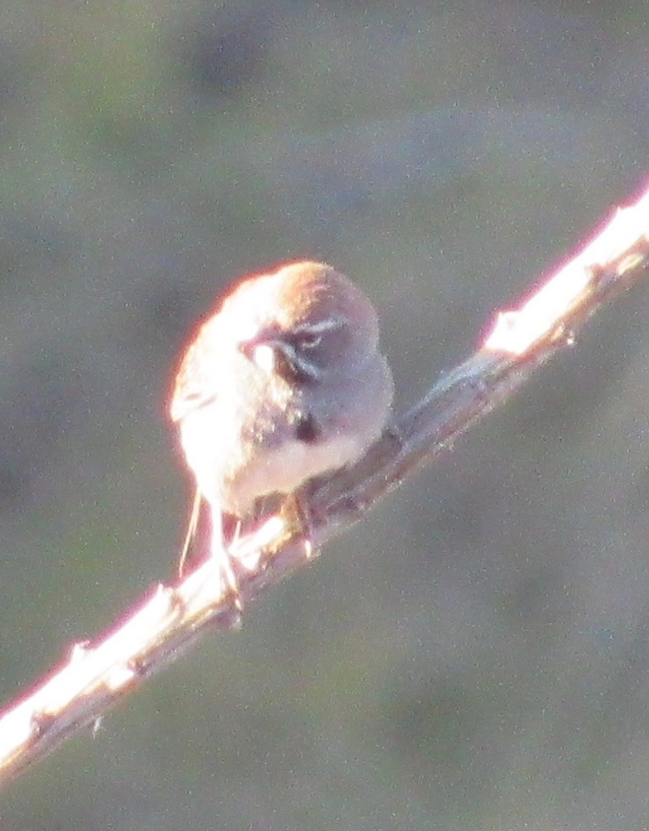 Five-striped Sparrow - ML163861531