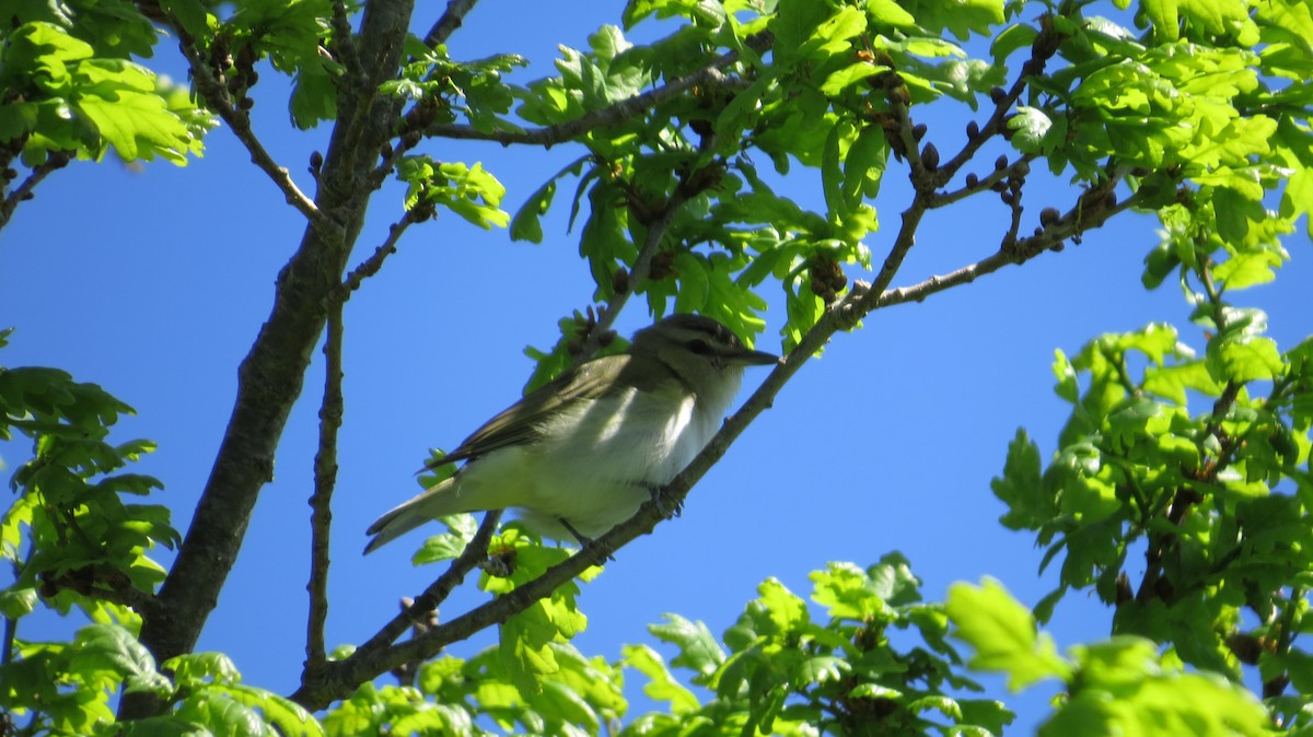 Red-eyed Vireo - Eleanor Ritchie