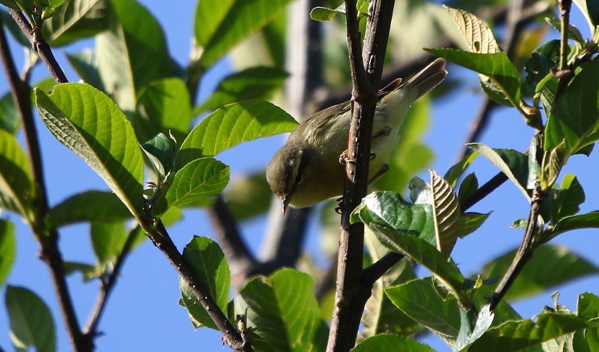Tickell's Leaf Warbler (Tickell's) - Bhaarat Vyas
