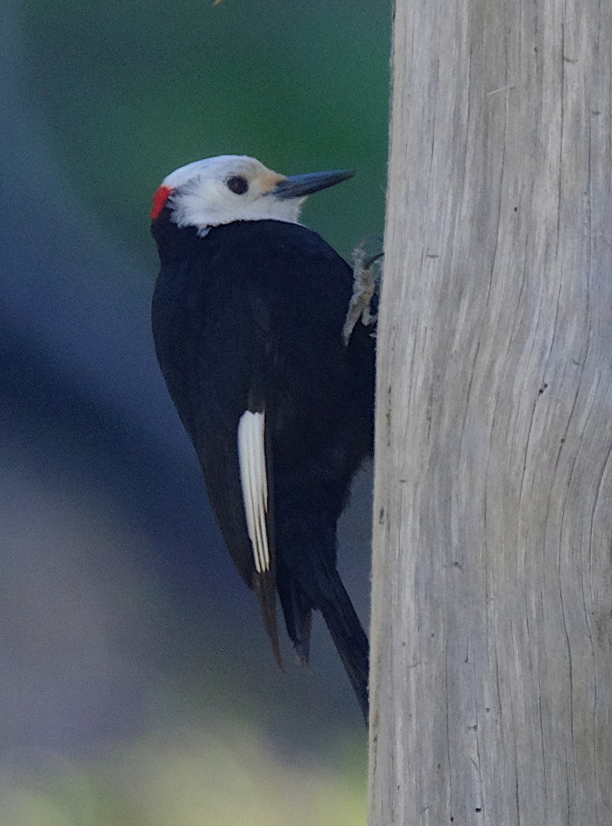 White-headed Woodpecker - David Zittin