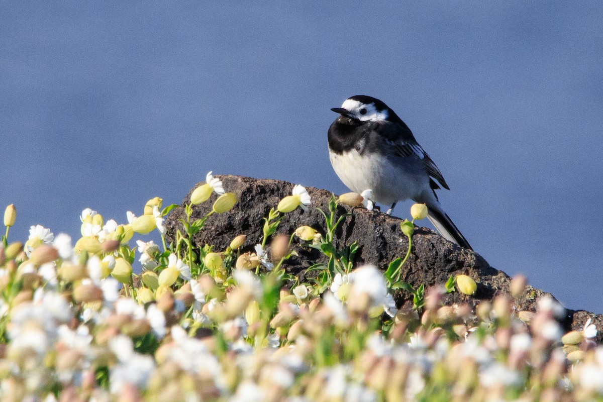 White Wagtail - Alistair Walsh