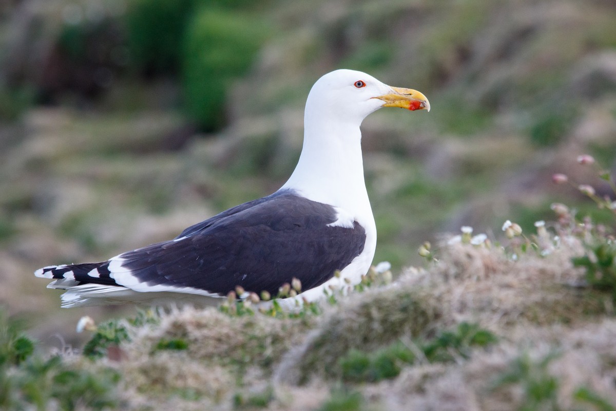 Great Black-backed Gull - Alistair Walsh