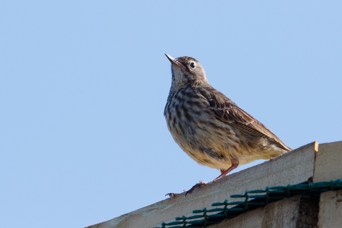Rock Pipit - Alistair Walsh