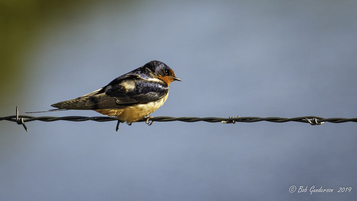 Barn Swallow (American) - Bob Gunderson
