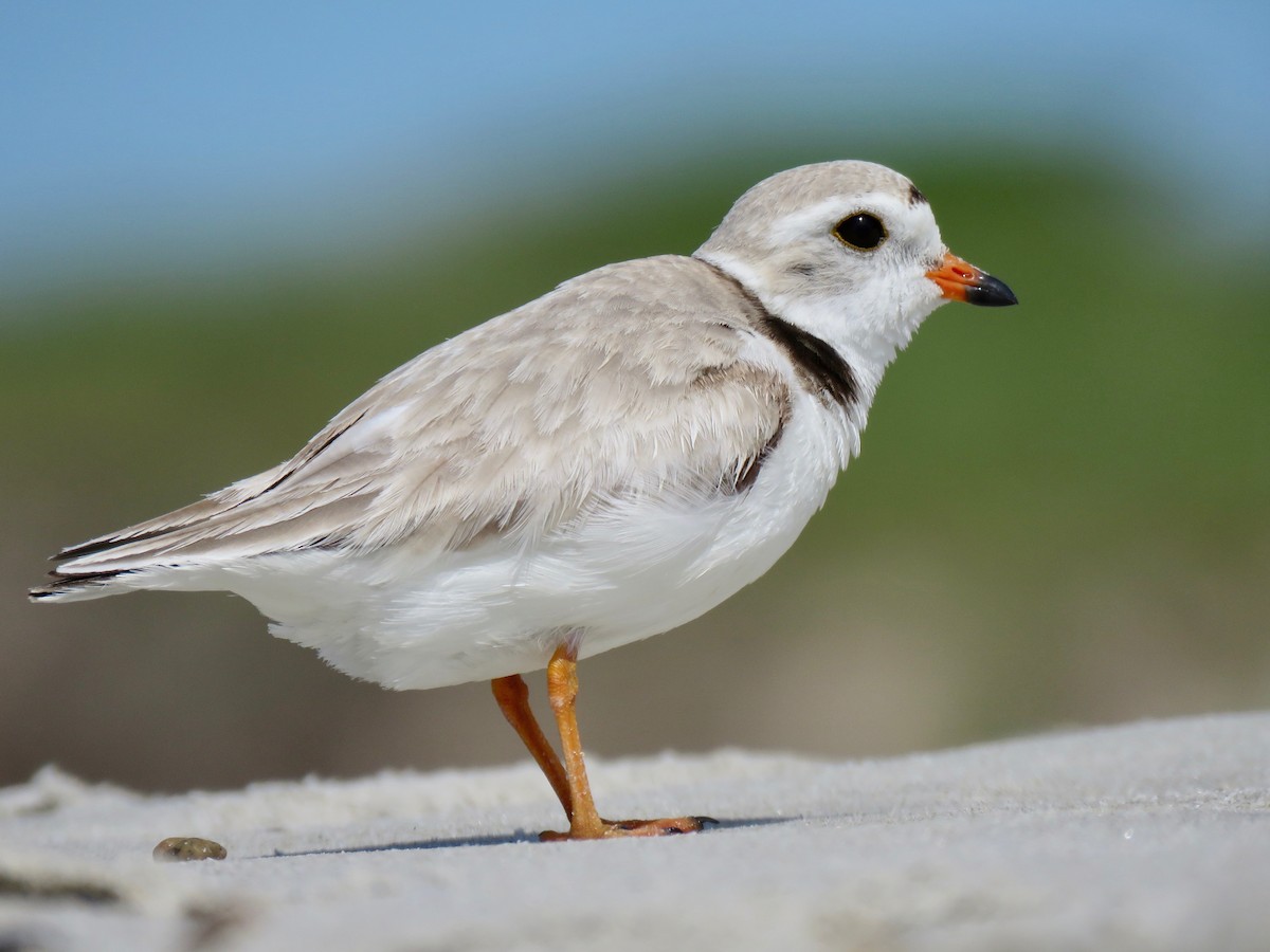 Piping Plover - ML163873991