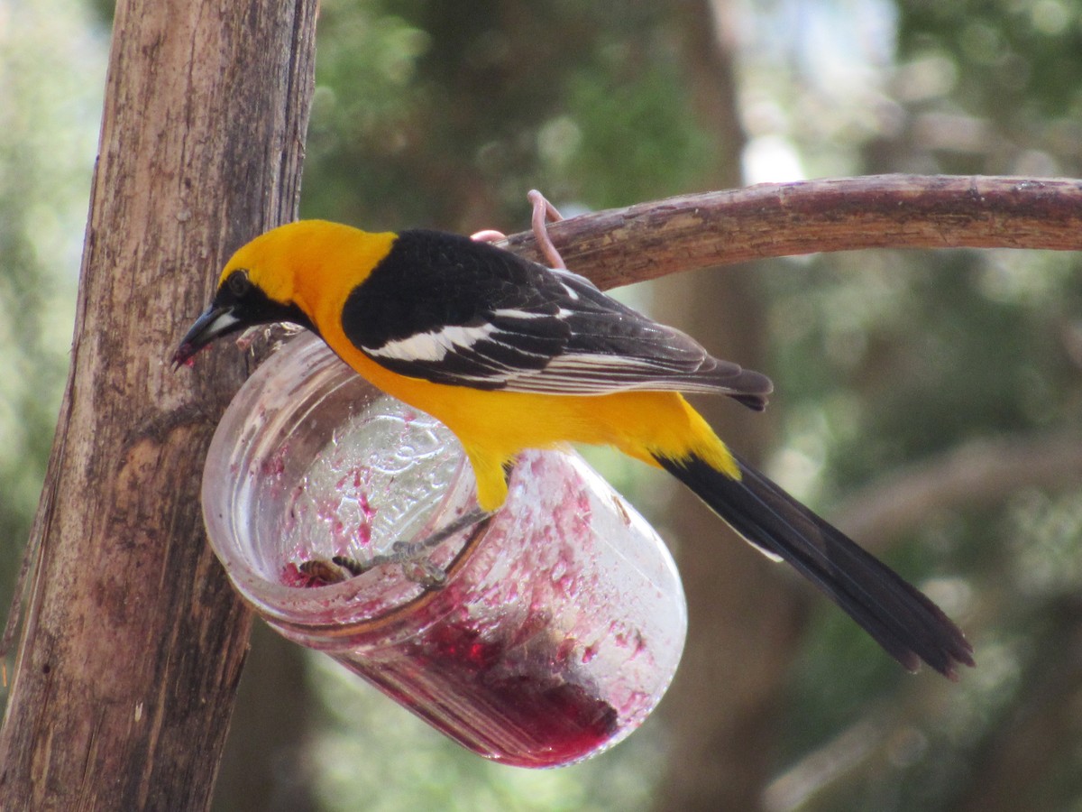 Hooded Oriole - Miles Buddy
