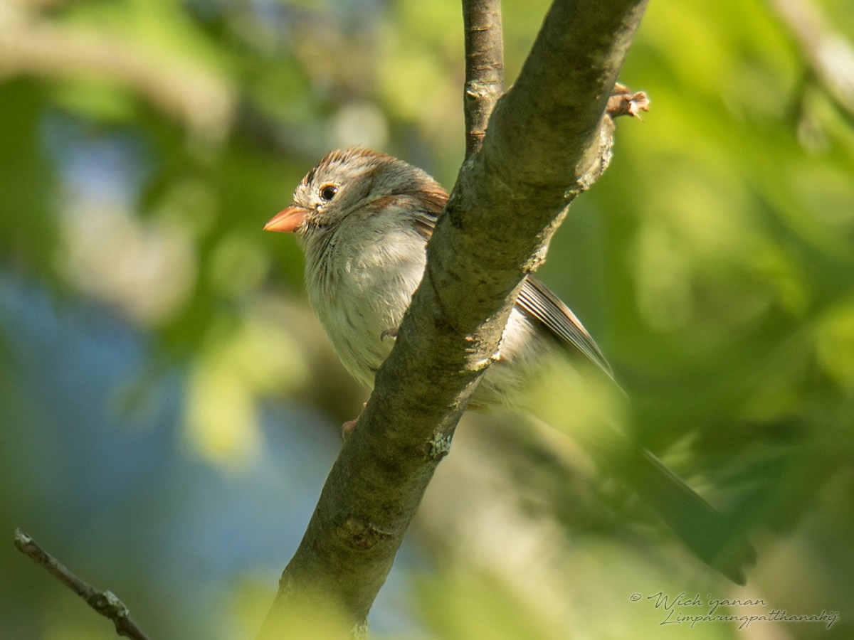 Field Sparrow - Wich’yanan Limparungpatthanakij
