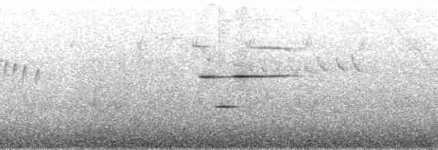 Андский кларино (ralloides) - ML163878
