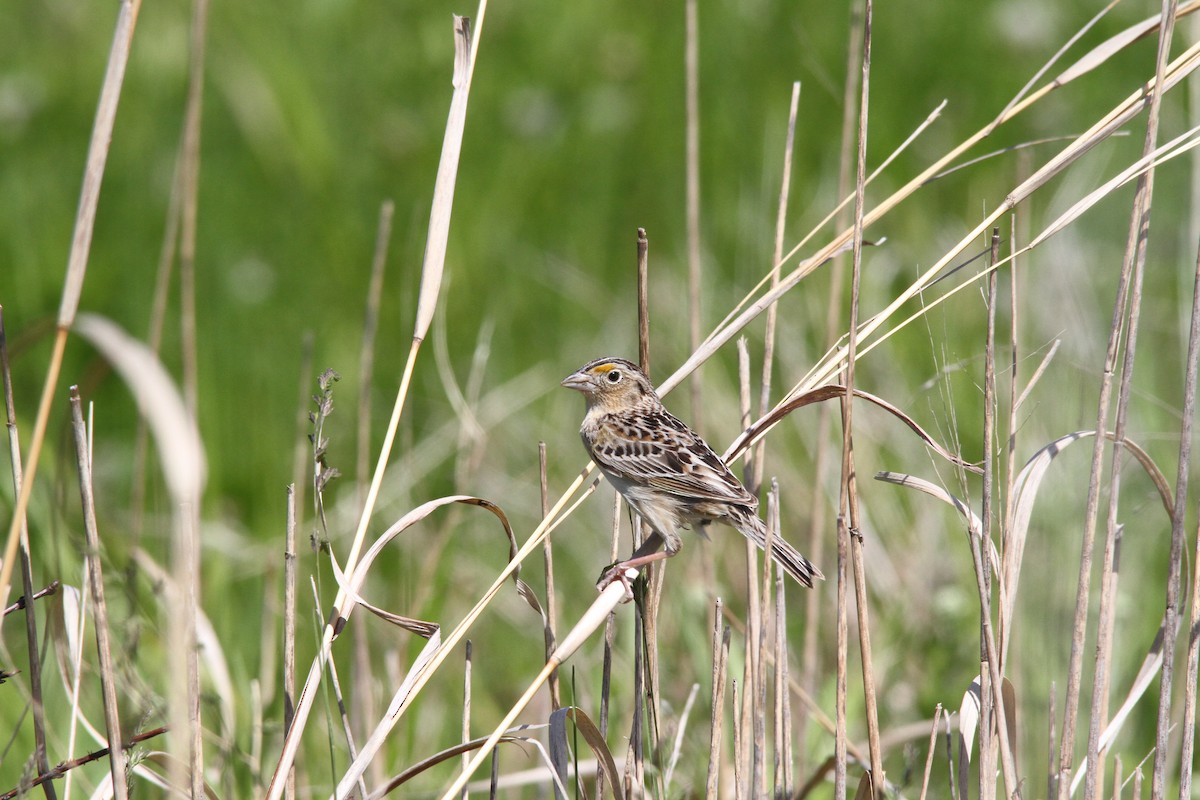 Grasshopper Sparrow - Garth V. Riley