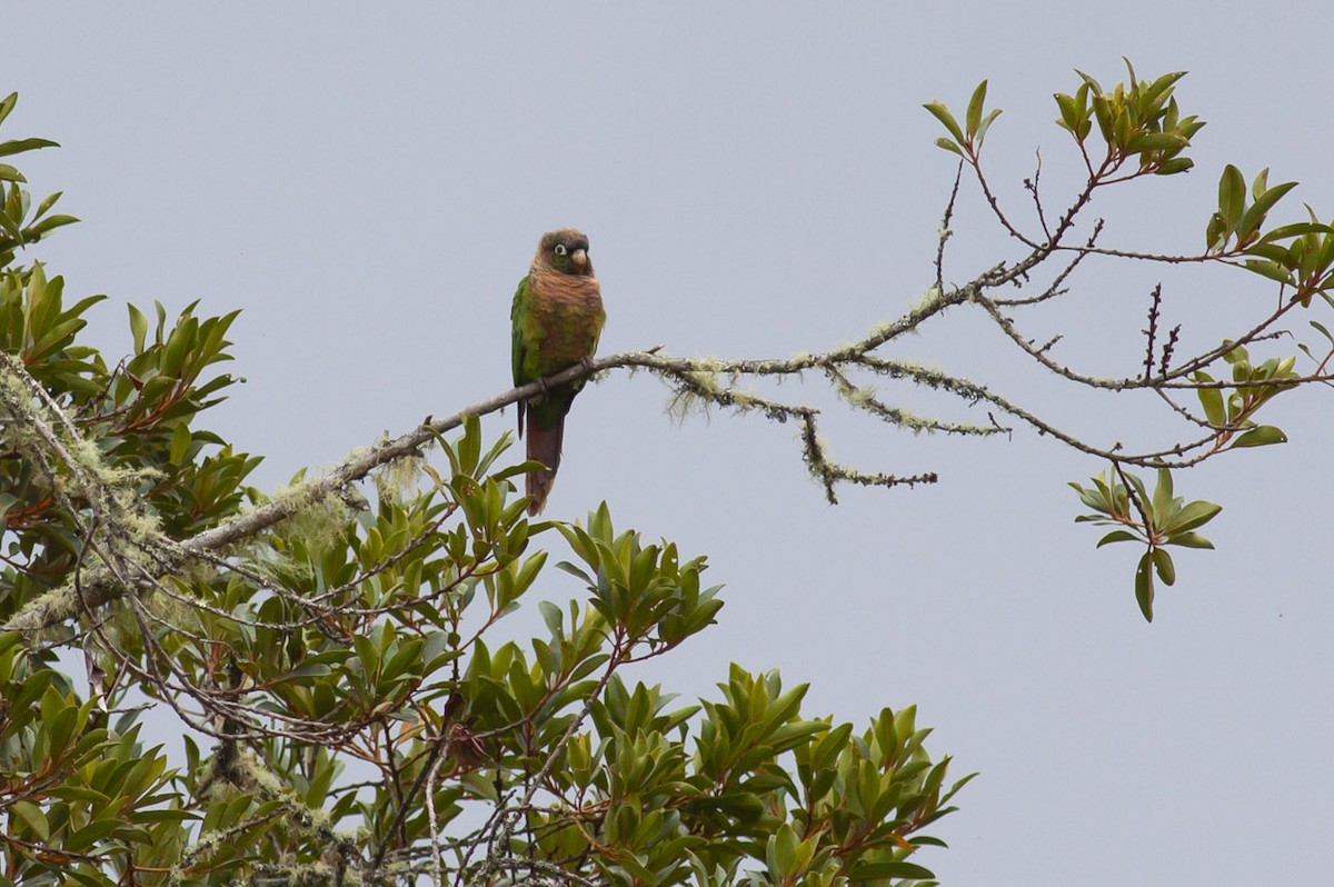 Brown-breasted Parakeet - ML163880621