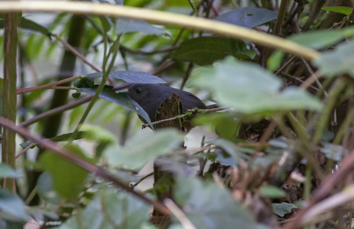 Pale-bellied Tapaculo - ML163880661