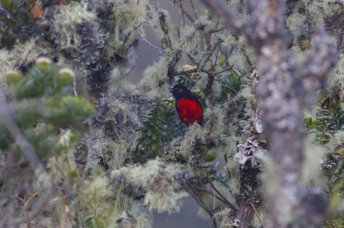Scarlet-bellied Mountain Tanager - ML163881221