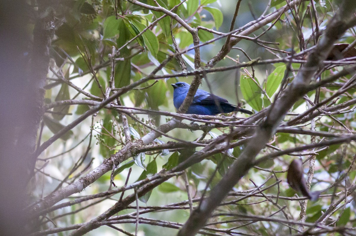 Blue-and-black Tanager - ML163881291