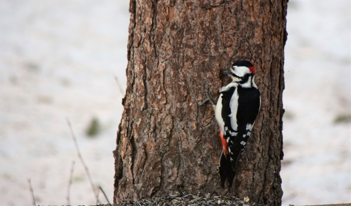 Great Spotted Woodpecker - Gregory Bryan