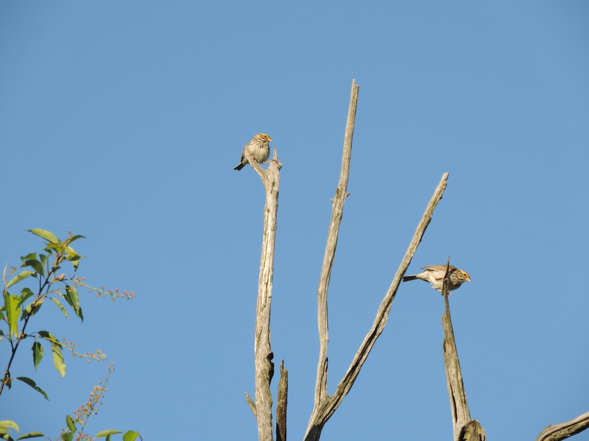 Savannah Sparrow (Savannah) - ML163889071