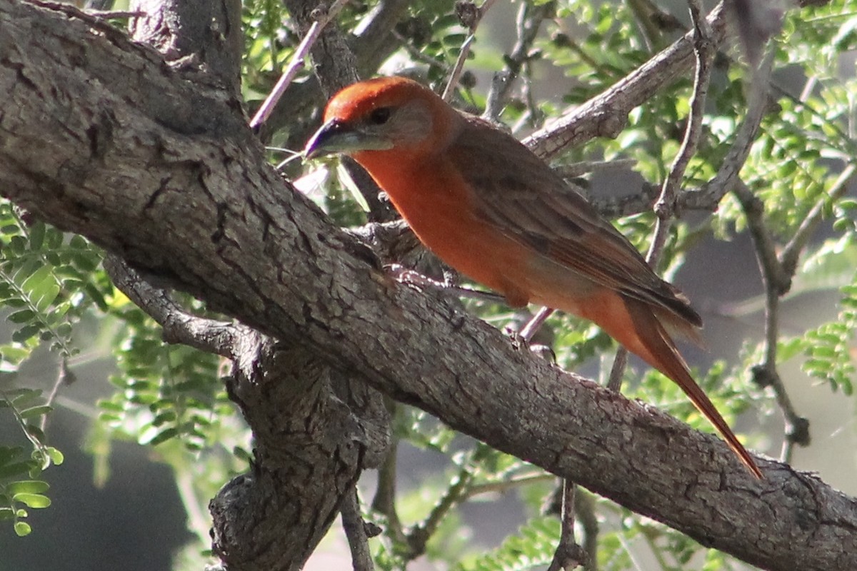 Hepatic Tanager - ML163895891