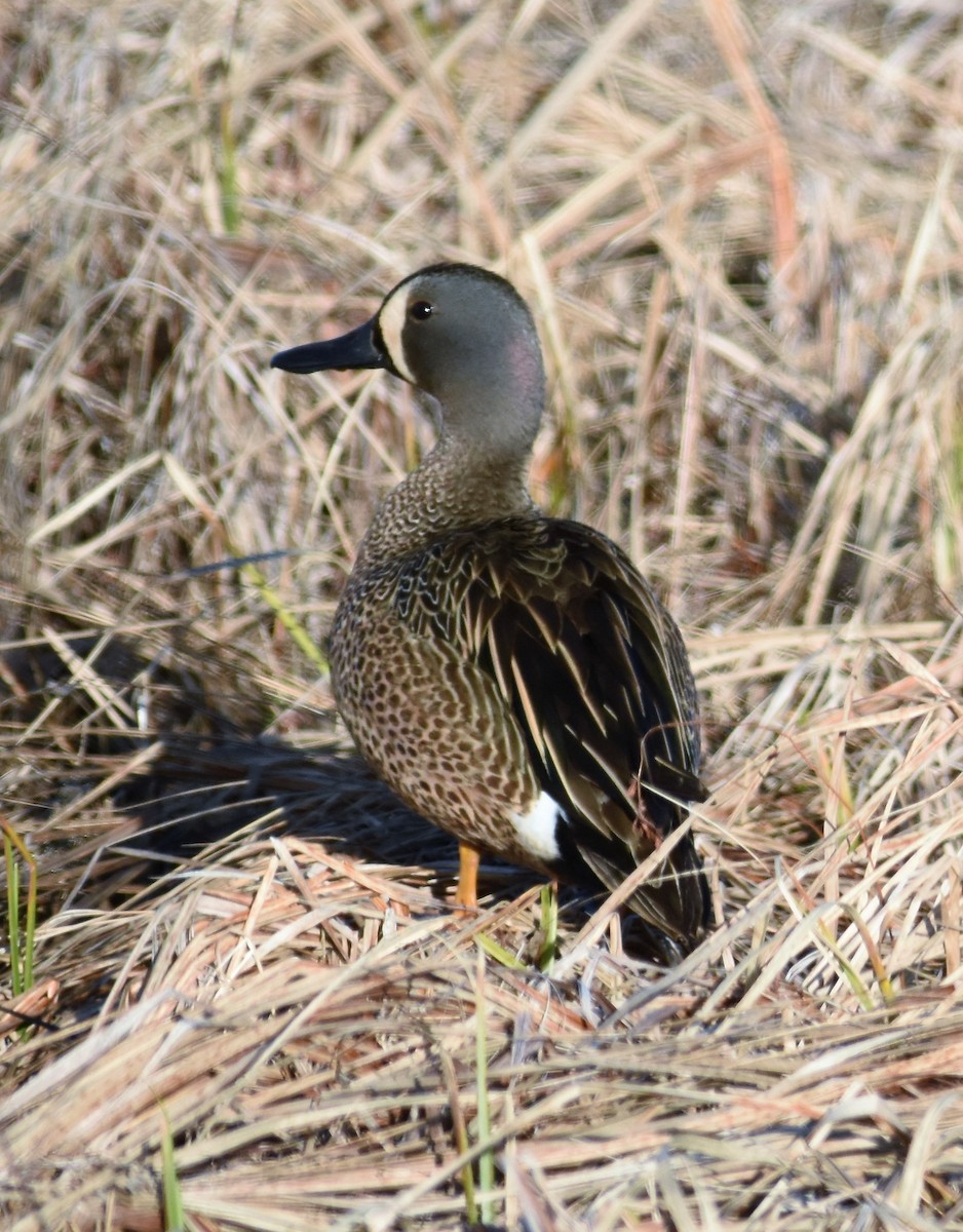 Blue-winged Teal - ML163898091