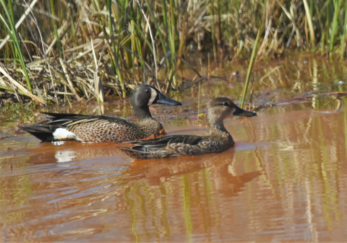 Blue-winged Teal - ML163898141