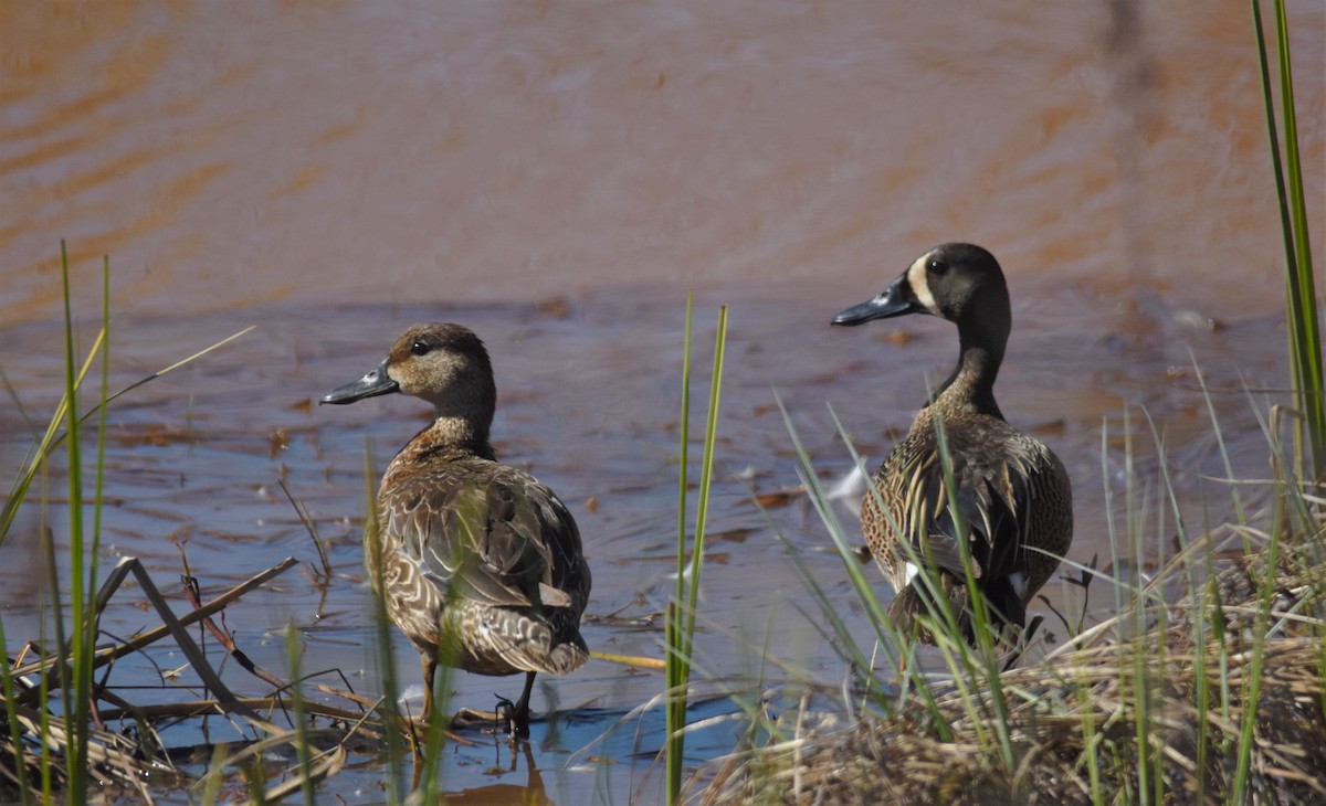 Blue-winged Teal - ML163898151