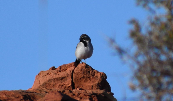 Black-throated Sparrow - ML163900991