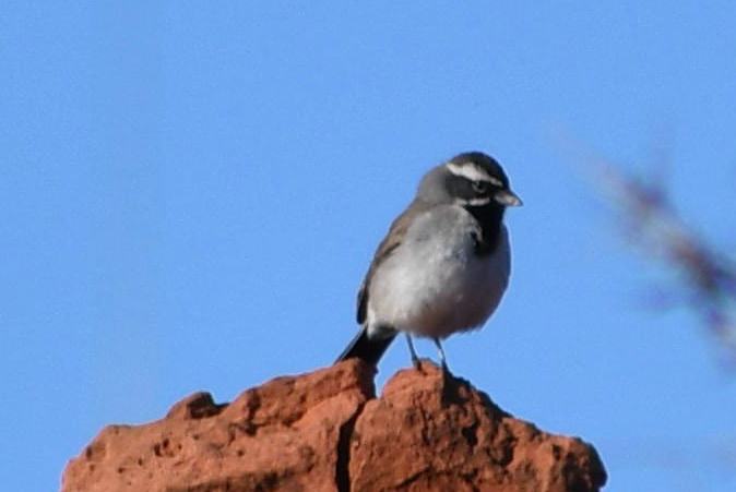Black-throated Sparrow - ML163901001