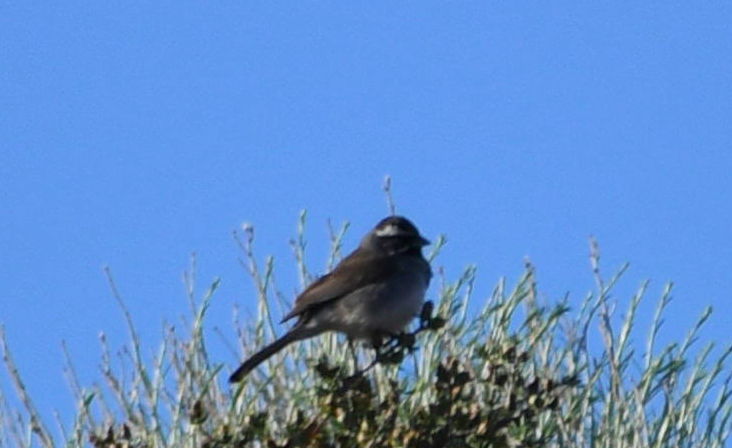 Black-throated Sparrow - ML163901011