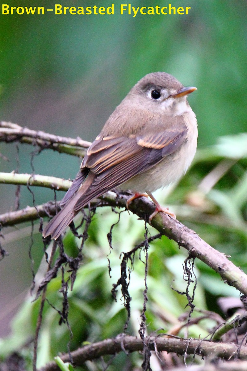 Brown-breasted Flycatcher - Butch Carter