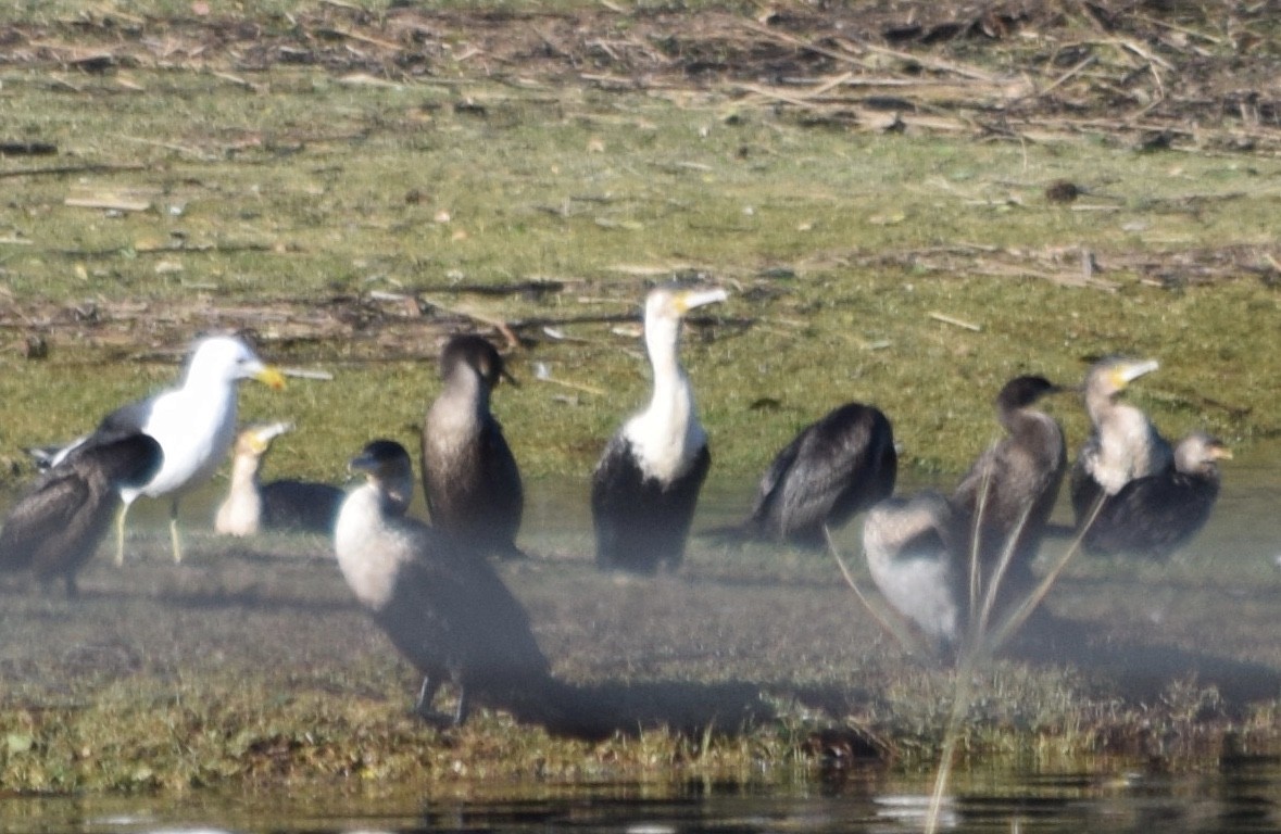 Great Cormorant (White-breasted) - John Bruin
