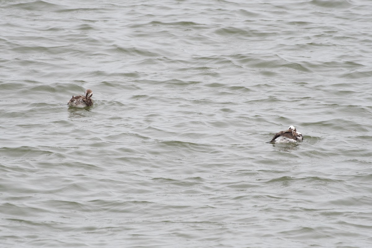Long-tailed Duck - ML163911671