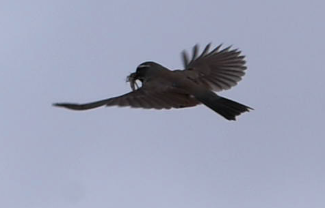 Black-throated Sparrow - ML163911931