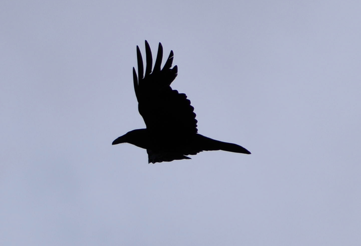 Common Raven - ML163912531