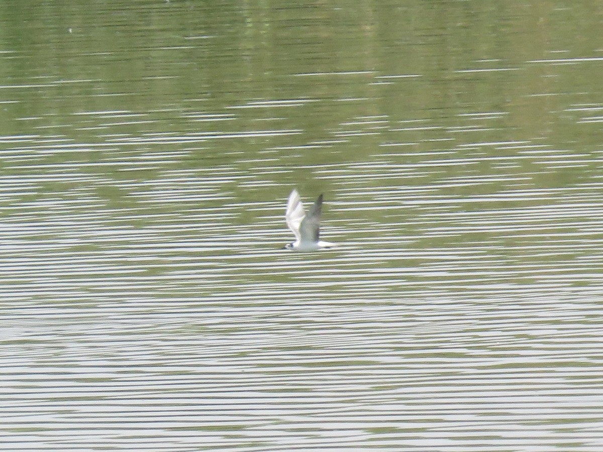 White-winged Tern - ML163914411