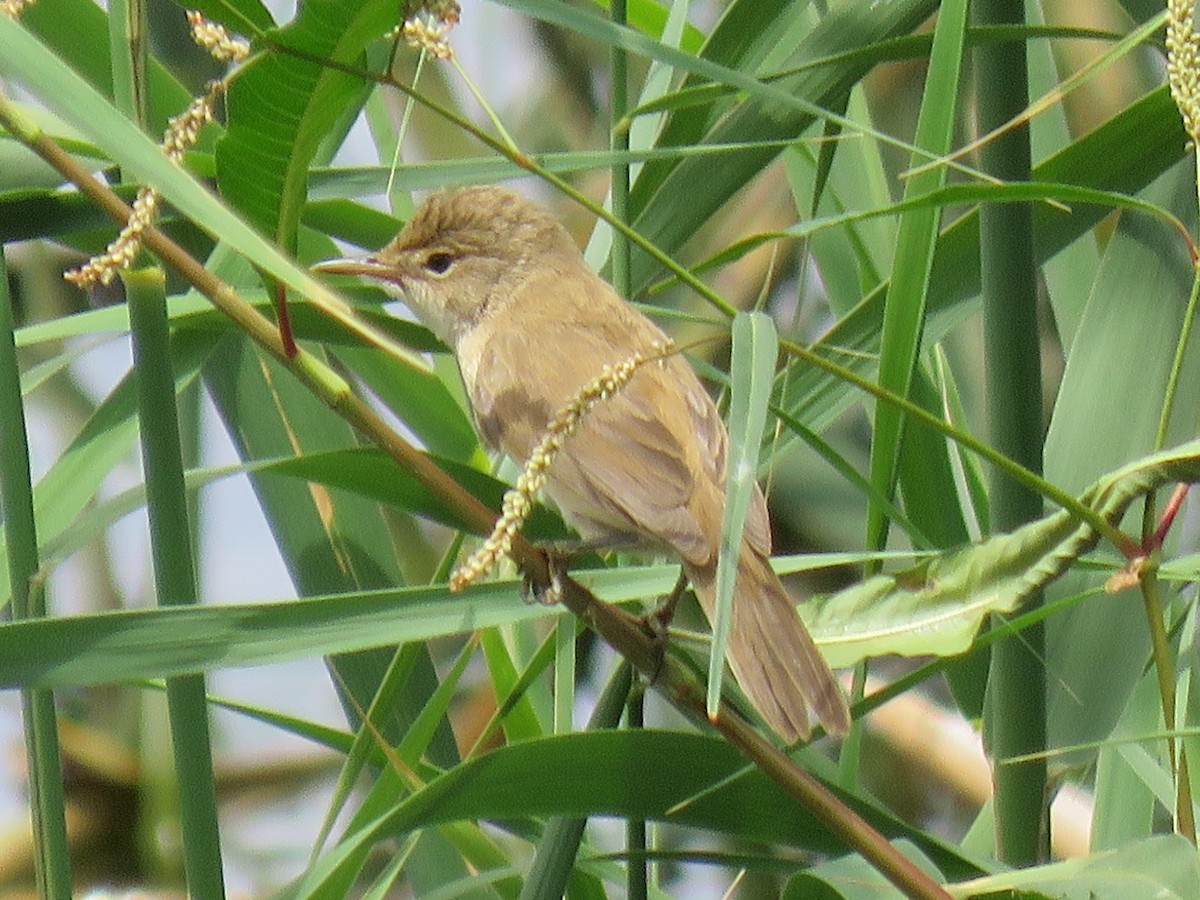 Common Reed Warbler (African) - ML163914531