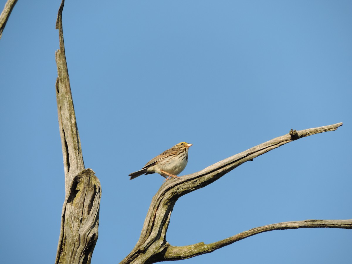 Savannah Sparrow (Savannah) - ML163918151