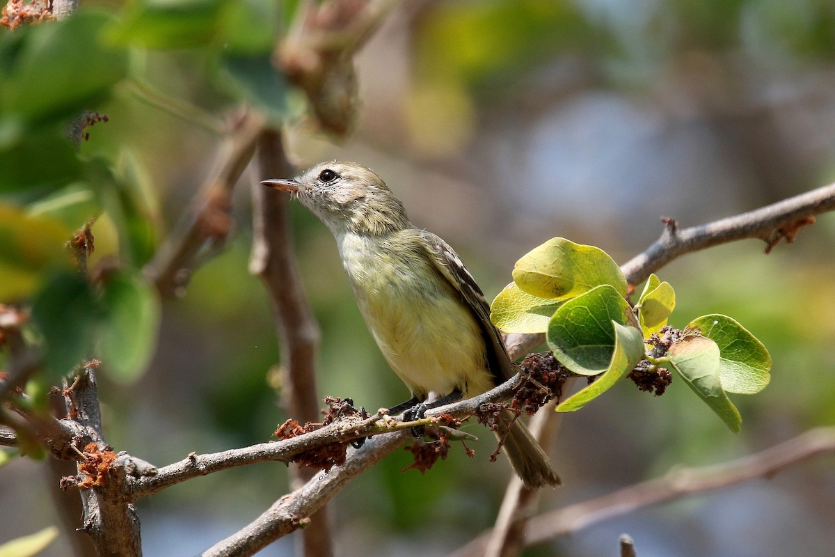 Pale-tipped Tyrannulet - ML163919441