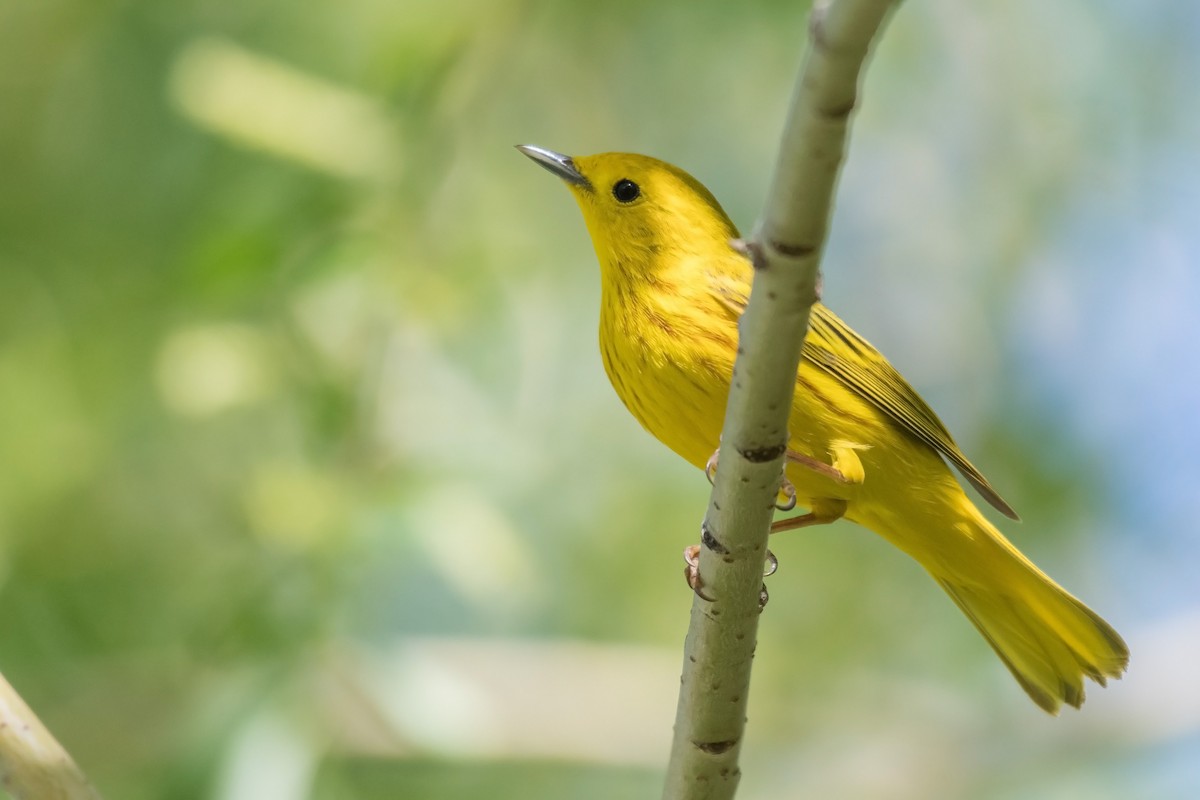 Yellow Warbler (Northern) - Ian Hearn